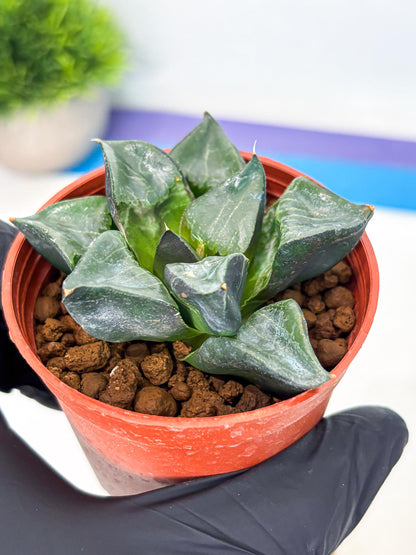 Haworthia Long Xi (wa5) (r14) | Hong Kong Import