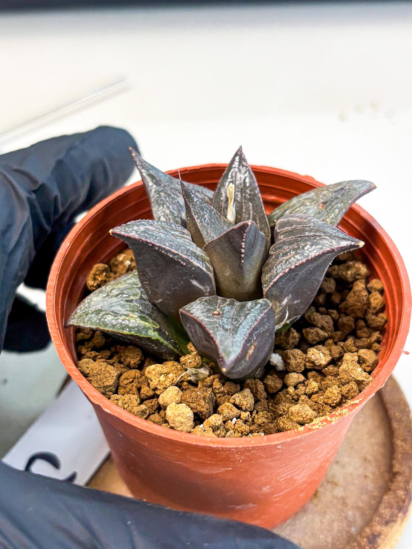 Haworthia 950 Splendens x Badia (wa5) (r15) | Hong Kong Import
