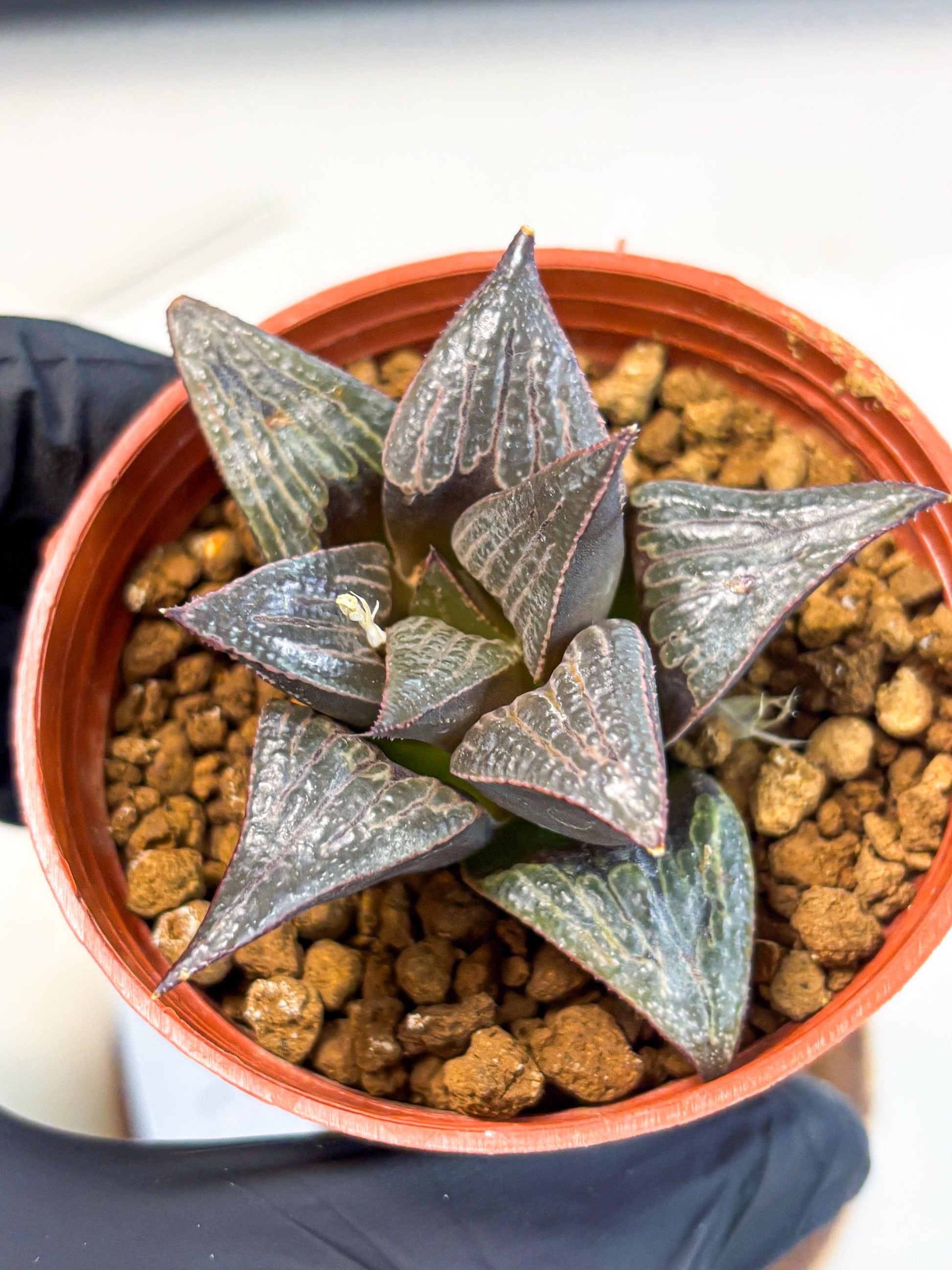 Haworthia 950 Splendens x Badia (wa5) (r15) | Hong Kong Import
