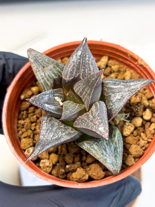 Haworthia 950 Splendens x Badia (wa5) (r15) | Hong Kong Import