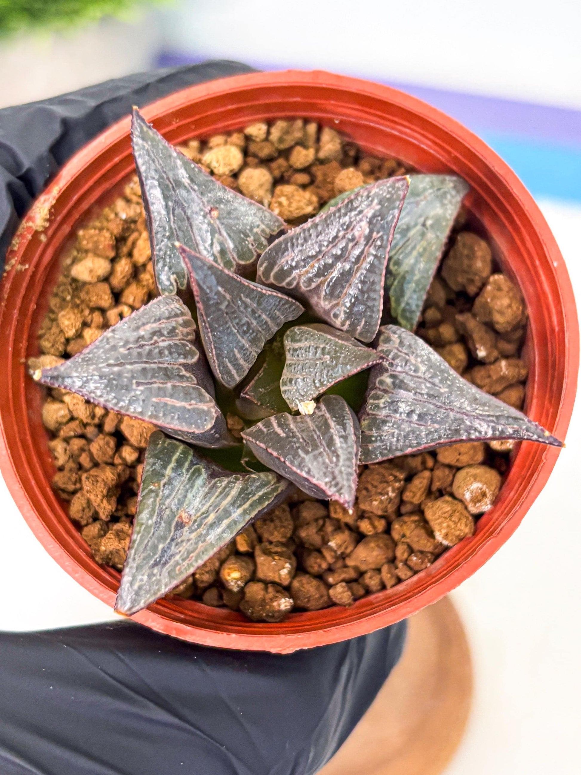 Haworthia 950 Splendens x Badia (wa5) (r15) | Hong Kong Import
