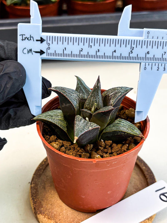 Haworthia Splendens x Badia (wa5) (r16) | Hong Kong Import