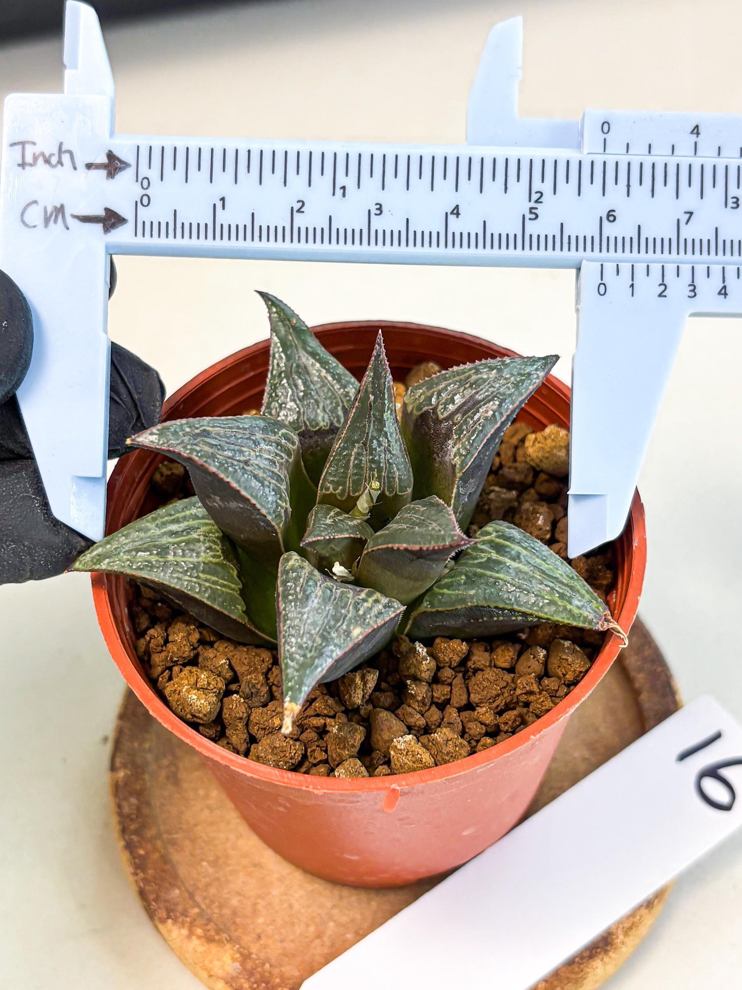 Haworthia Splendens x Badia (wa5) (r16) | Hong Kong Import