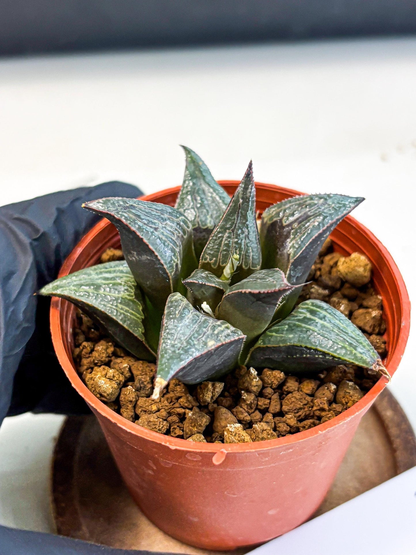 Haworthia Splendens x Badia (wa5) (r16) | Hong Kong Import