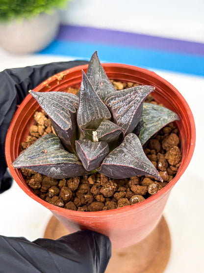 Haworthia 950 Splendens x Badia (wa5) (r15) | Hong Kong Import