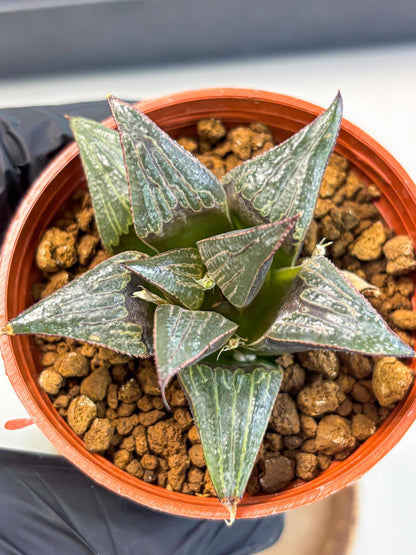 Haworthia Splendens x Badia (wa5) (r16) | Hong Kong Import