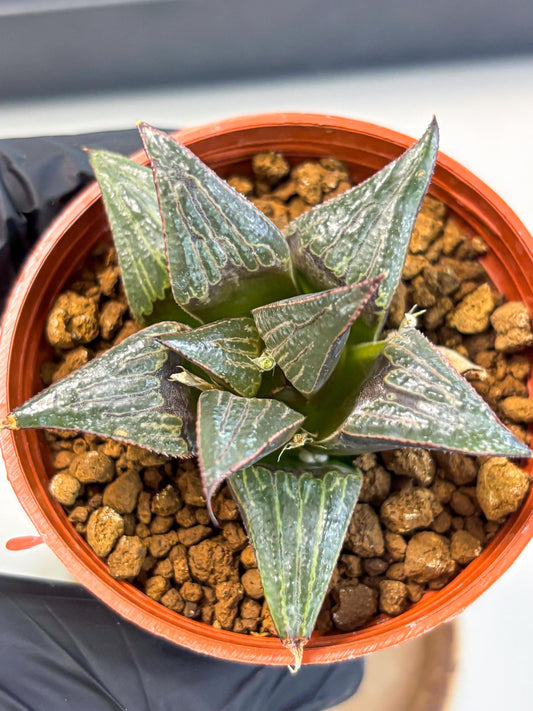 Haworthia Splendens x Badia (wa5) (r16) | Hong Kong Import