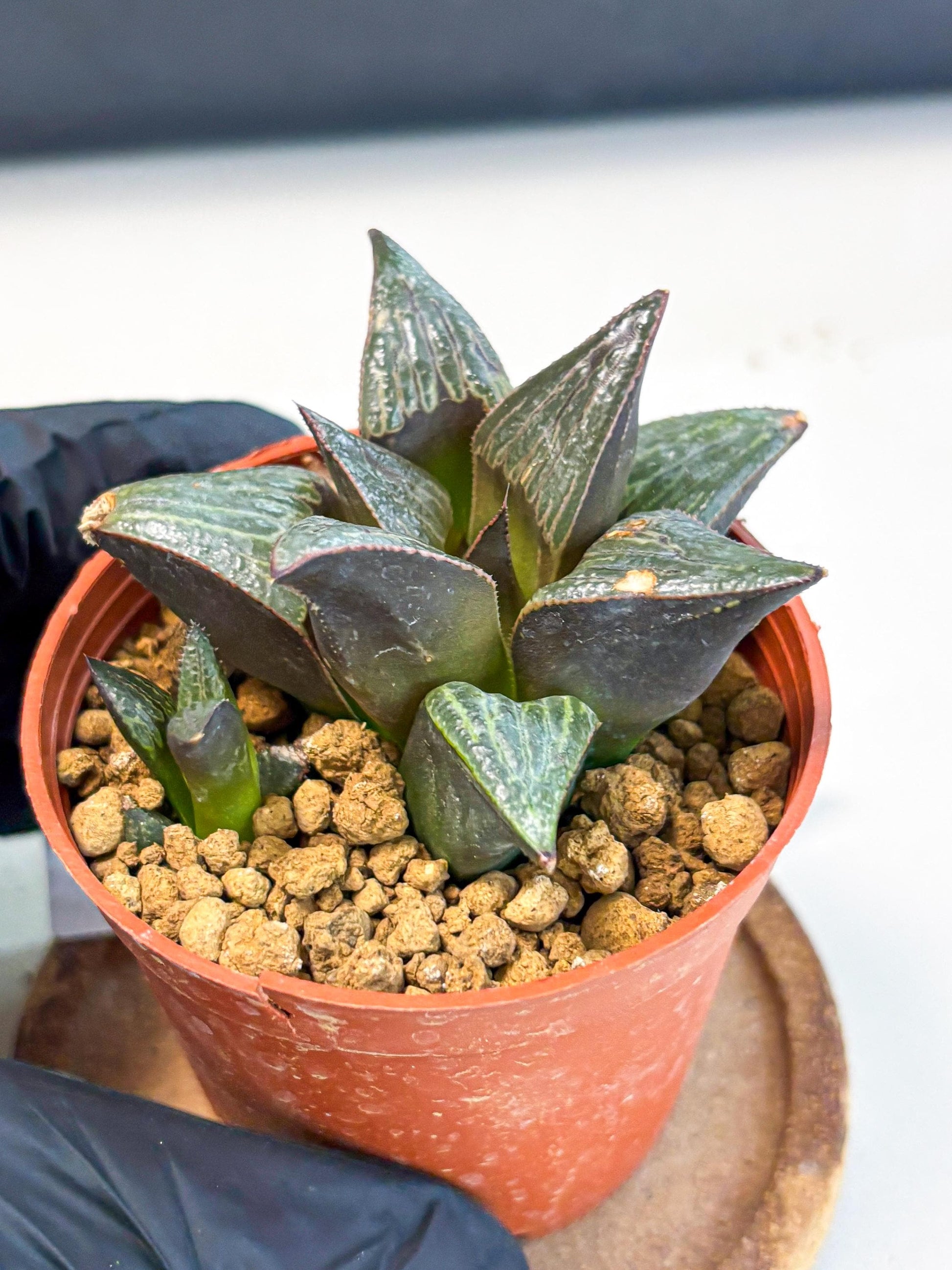 Haworthia Splendens x Badia (wa5) (r17) | Hong Kong Import