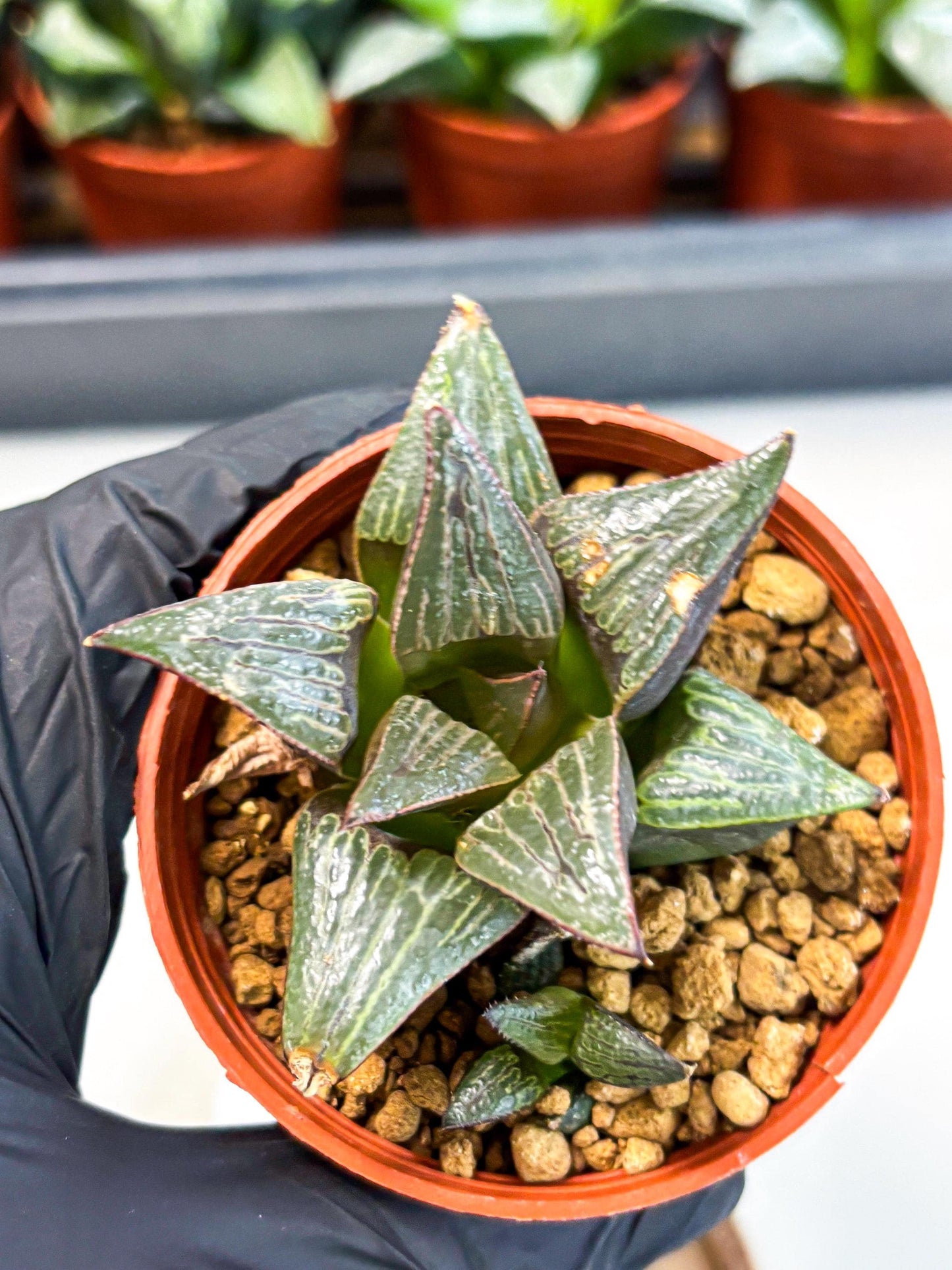 Haworthia Splendens x Badia (wa5) (r17) | Hong Kong Import