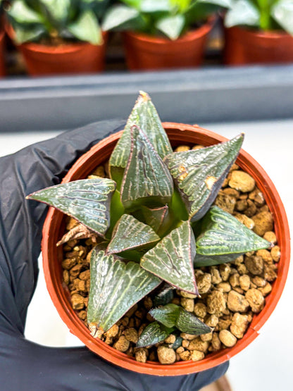 Haworthia Splendens x Badia (wa5) (r17) | Hong Kong Import