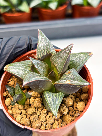 Haworthia Splendens x Badia (wa5) (r17) | Hong Kong Import