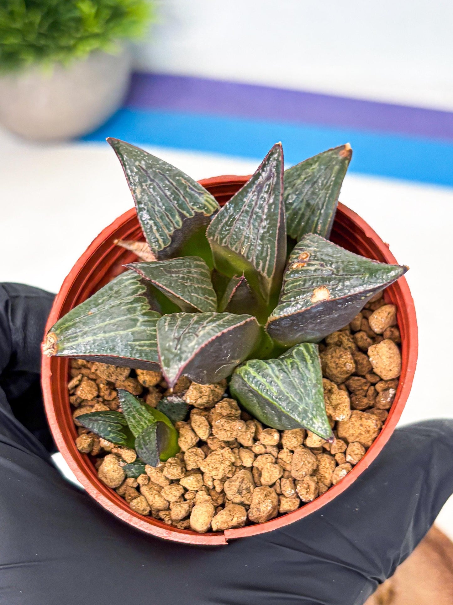 Haworthia Splendens x Badia (wa5) (r17) | Hong Kong Import