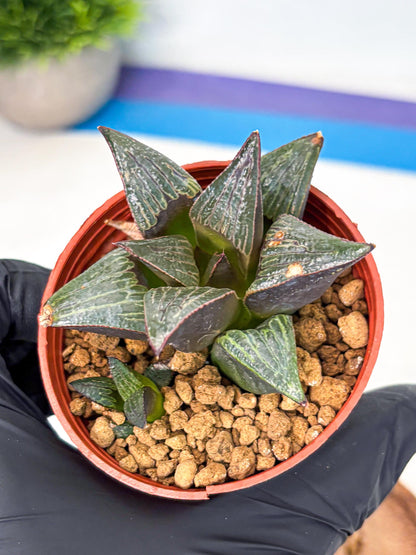 Haworthia Splendens x Badia (wa5) (r17) | Hong Kong Import
