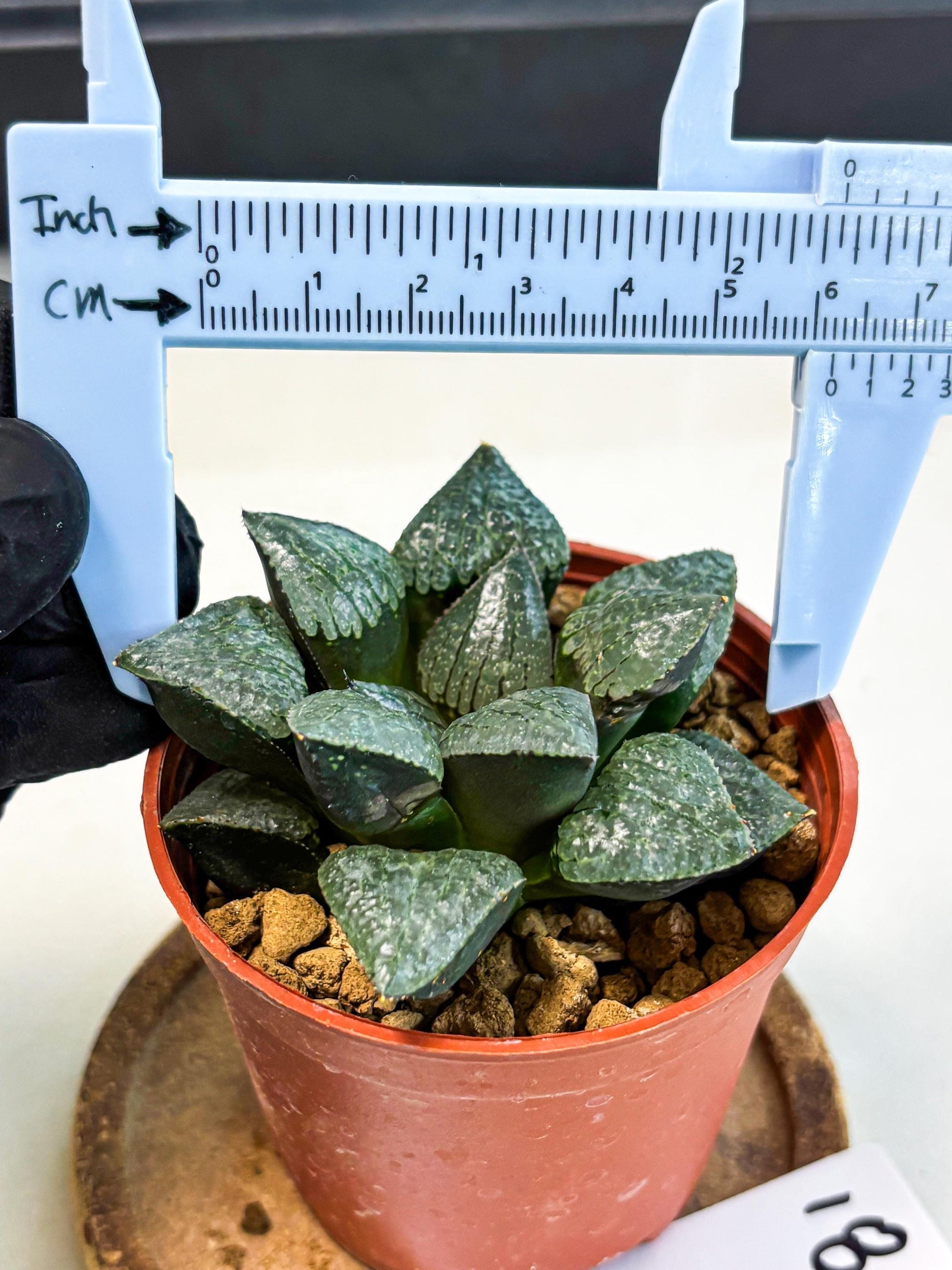 Haworthia Xianggua Dao (wa5) (r18) | Hong Kong Import