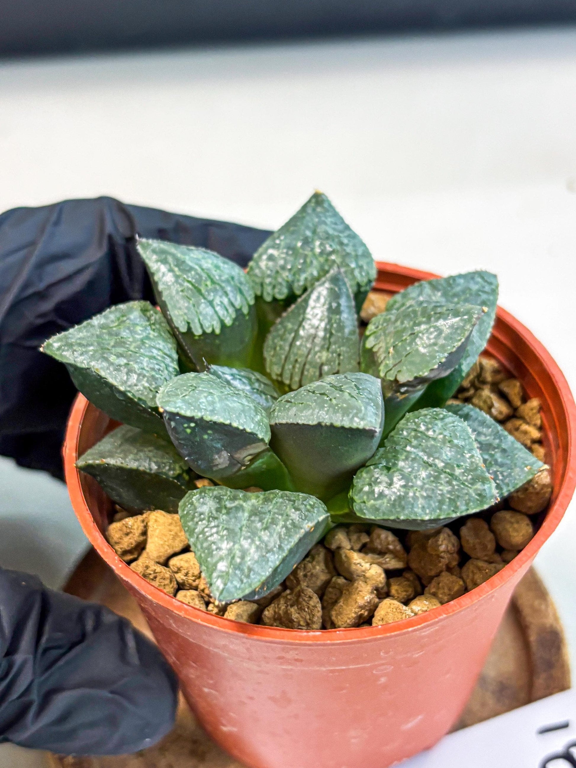 Haworthia Xianggua Dao (wa5) (r18) | Hong Kong Import
