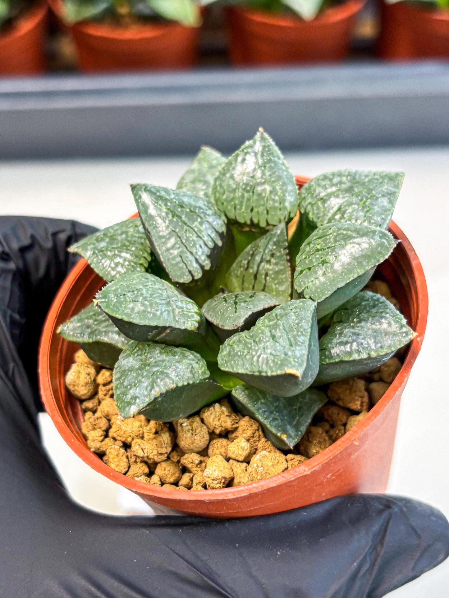 Haworthia Xianggua Dao (wa5) (r18) | Hong Kong Import