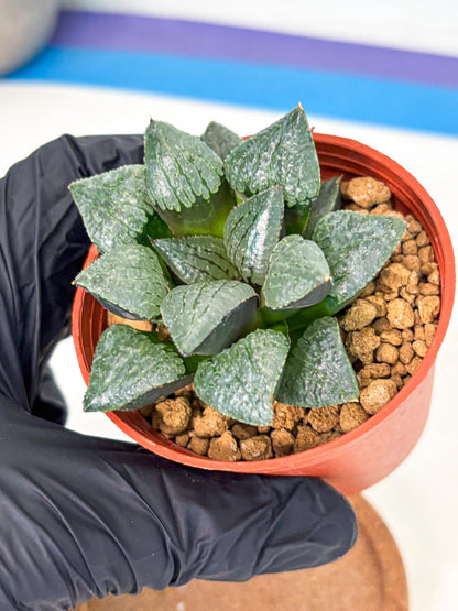 Haworthia Xianggua Dao (wa5) (r18) | Hong Kong Import