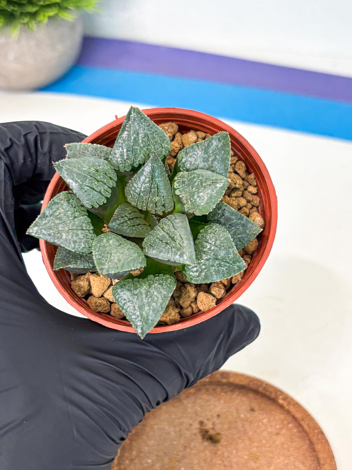 Haworthia Xianggua Dao (wa5) (r18) | Hong Kong Import