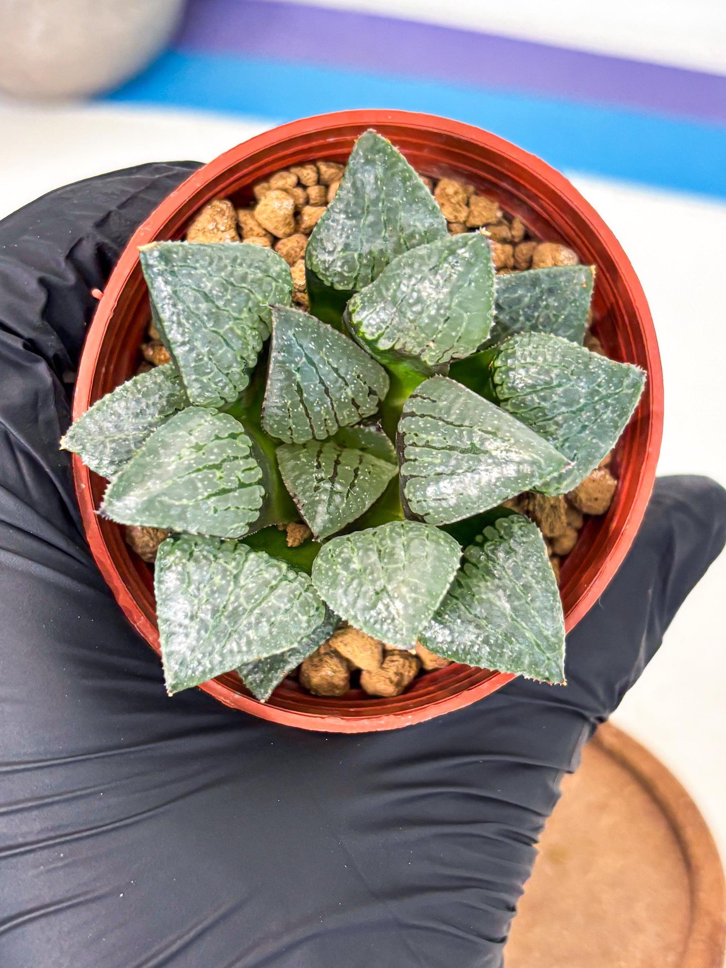 Haworthia Xianggua Dao (wa5) (r18) | Hong Kong Import