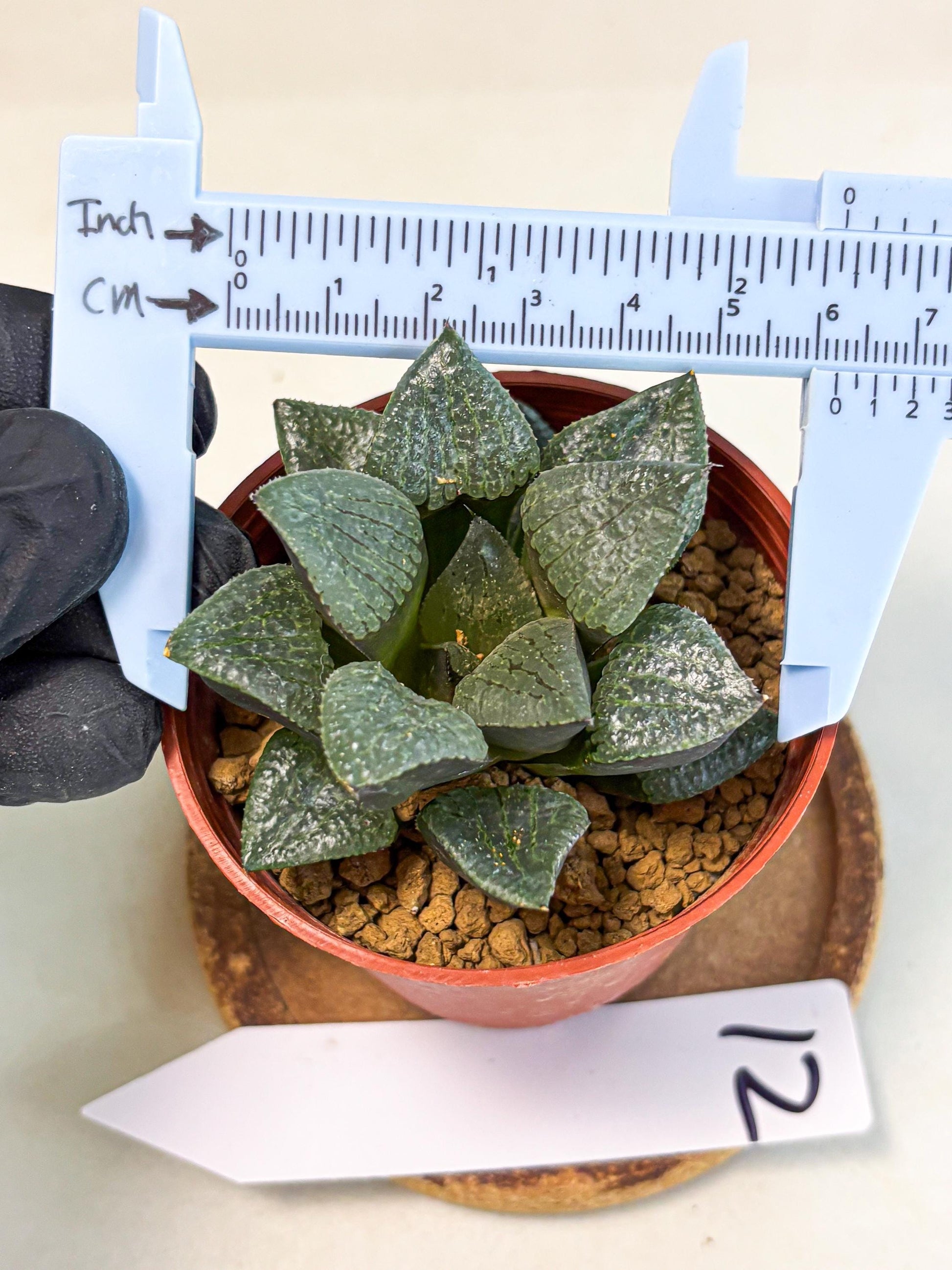 Haworthia Xianggua Dao (wa5) (b12) | Rare Import