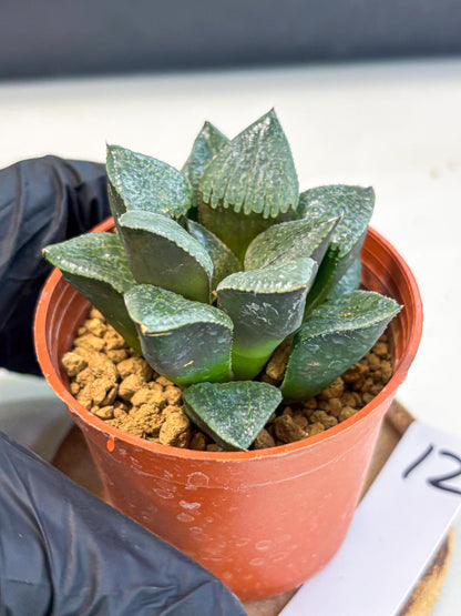 Haworthia Xianggua Dao (wa5) (b12) | Rare Import