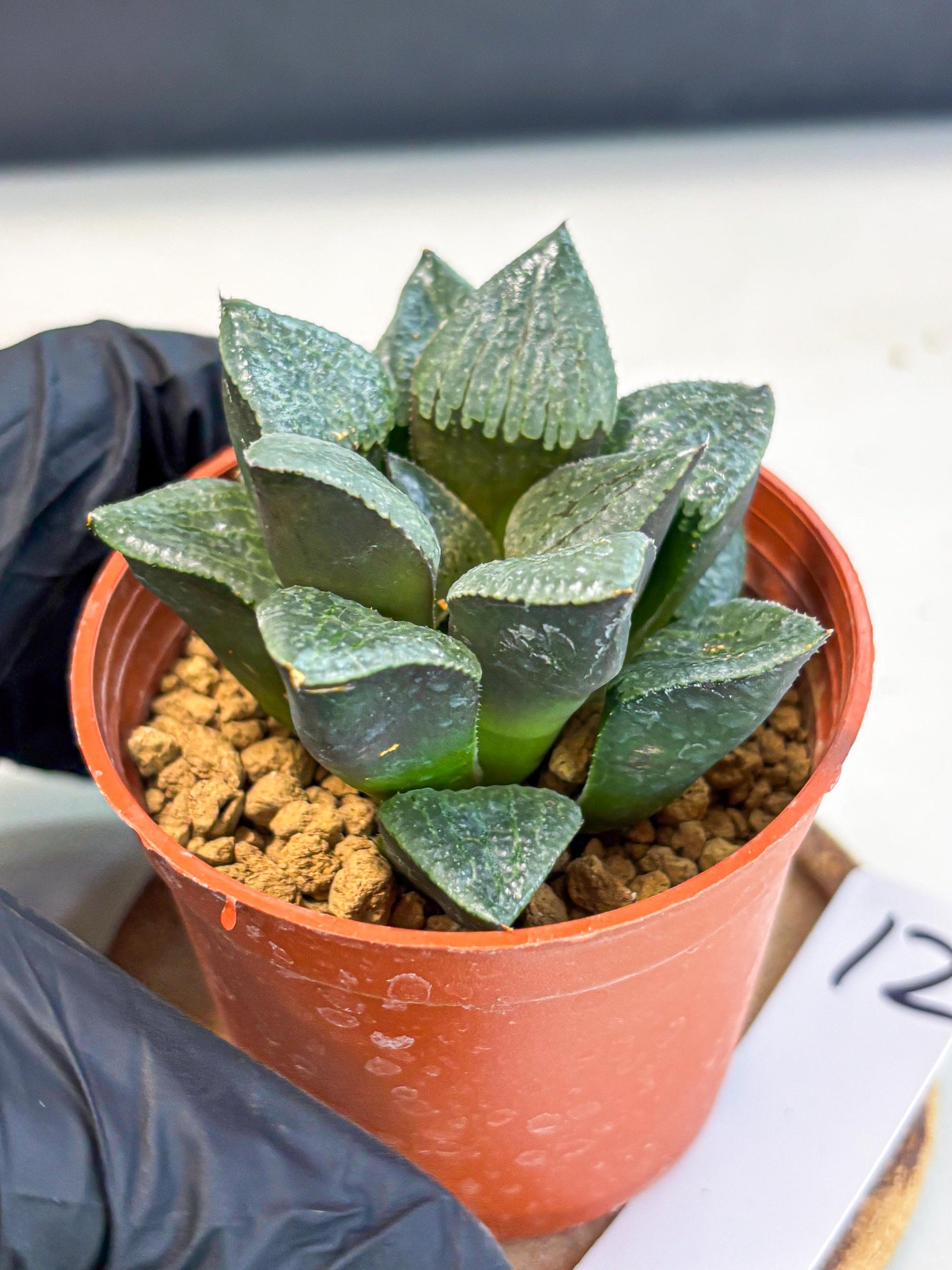 Haworthia Xianggua Dao (wa5) (b12) | Rare Import