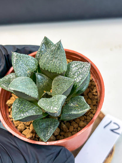 Haworthia Xianggua Dao (wa5) (b12) | Rare Import
