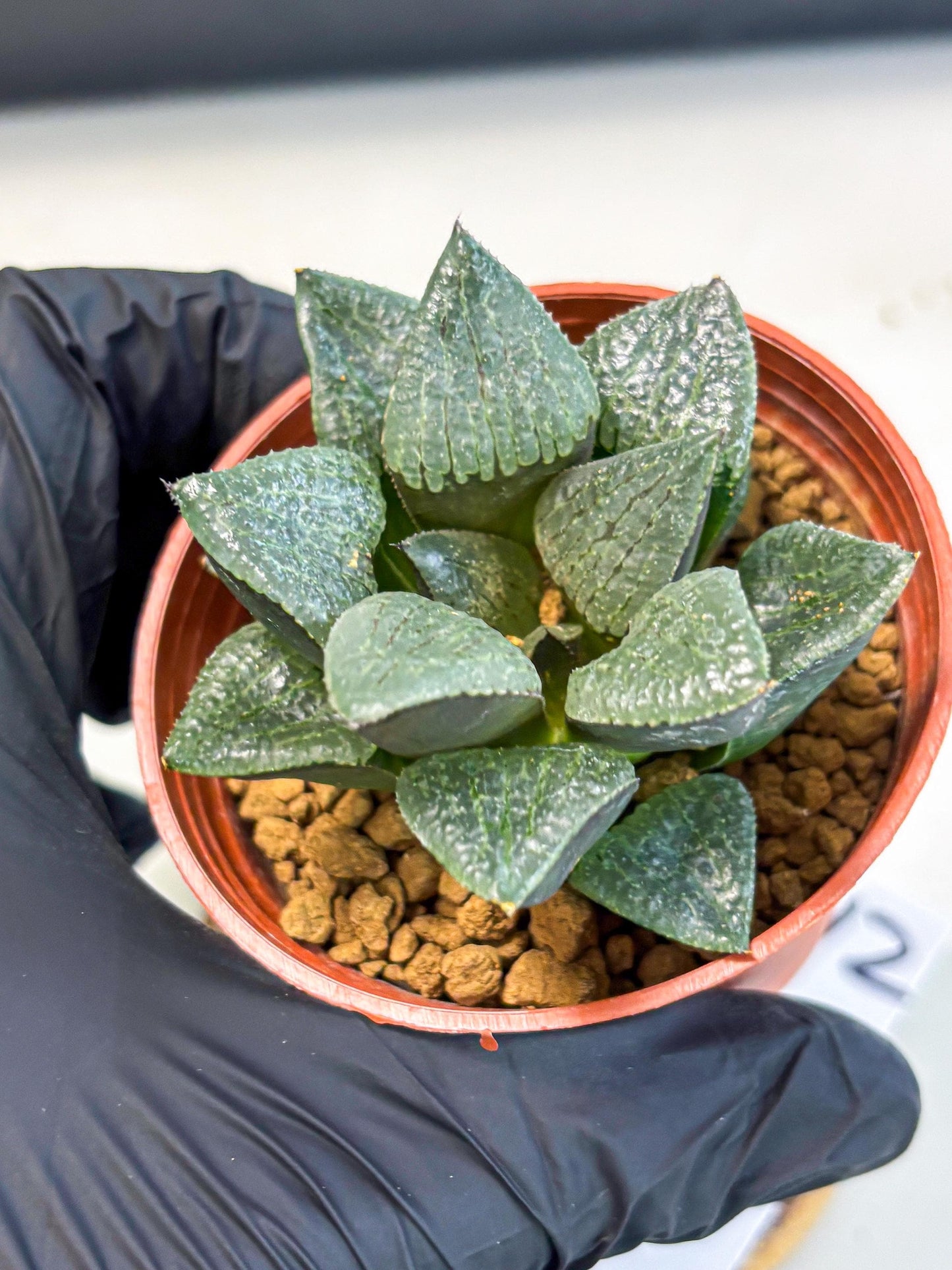 Haworthia Xianggua Dao (wa5) (b12) | Rare Import