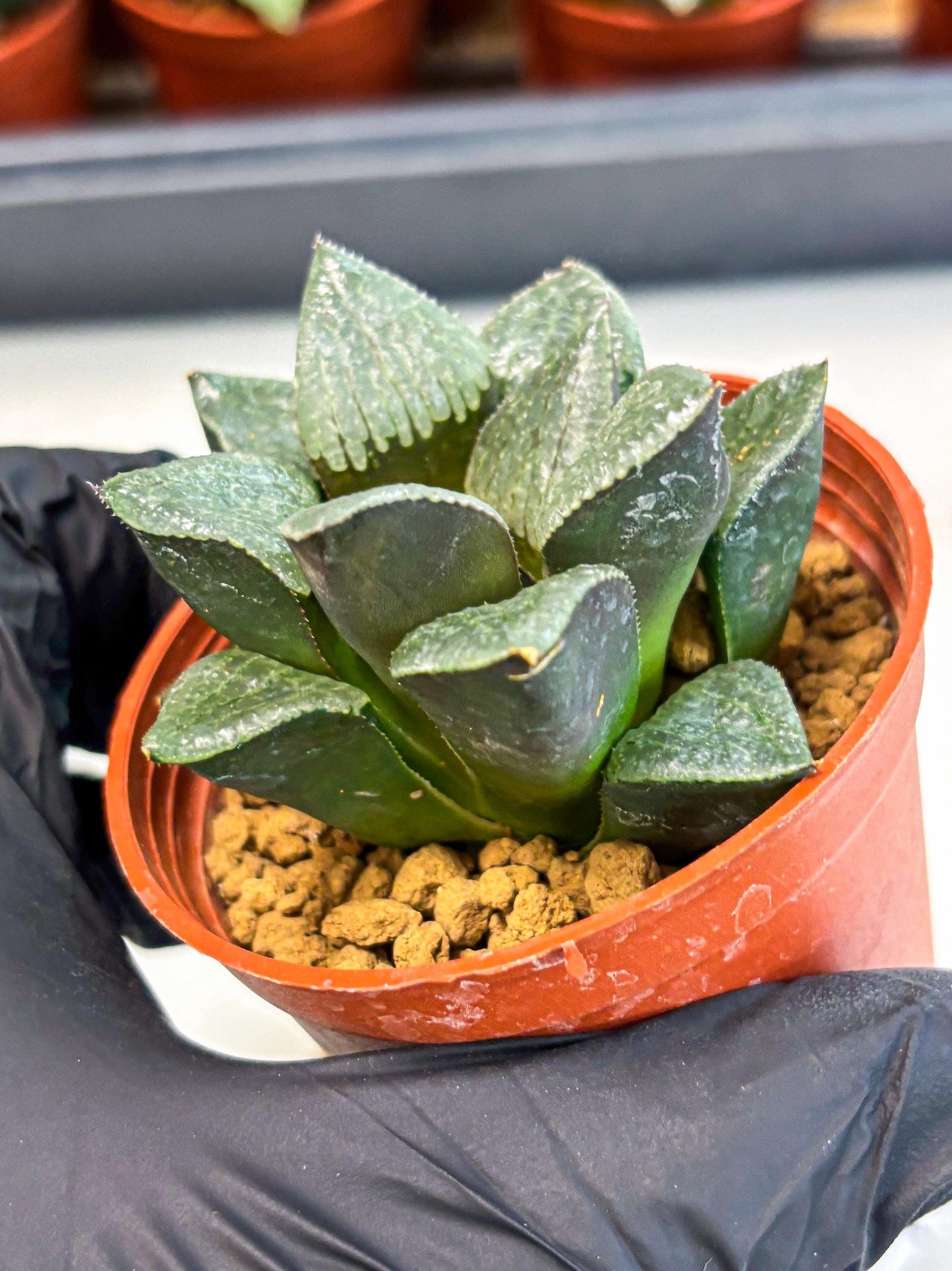 Haworthia Xianggua Dao (wa5) (b12) | Rare Import