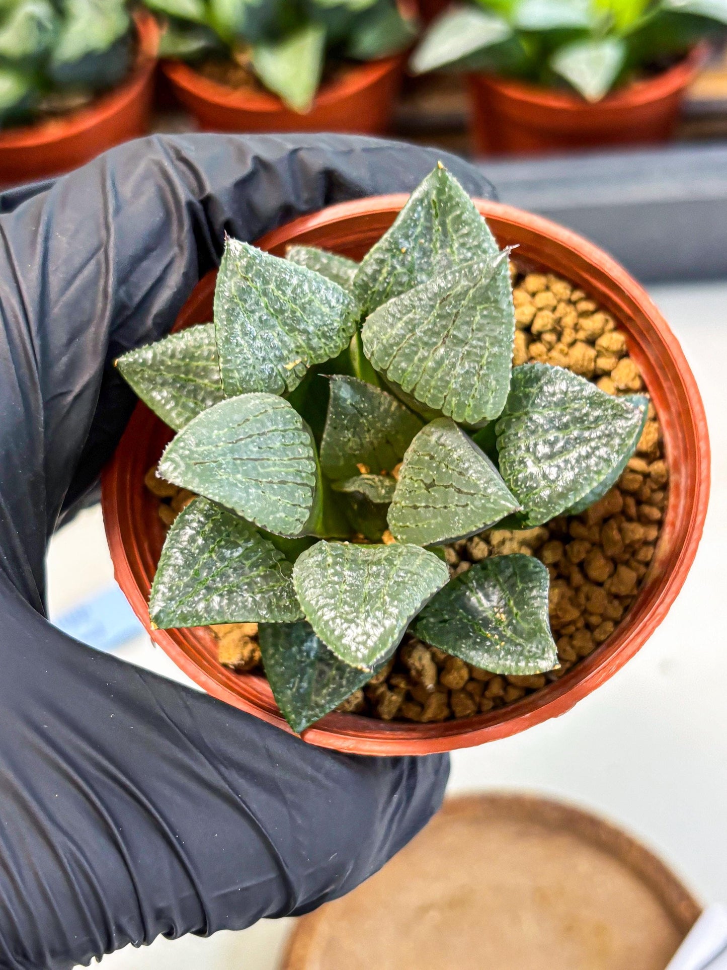 Haworthia Xianggua Dao (wa5) (b12) | Rare Import