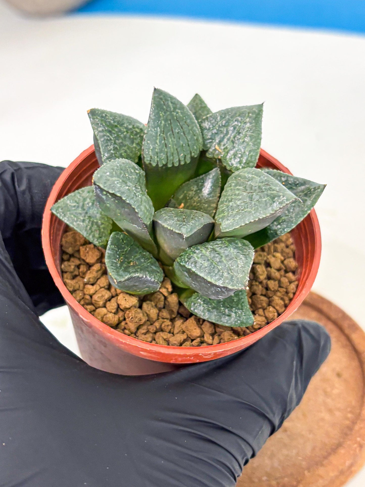 Haworthia Xianggua Dao (wa5) (b12) | Rare Import