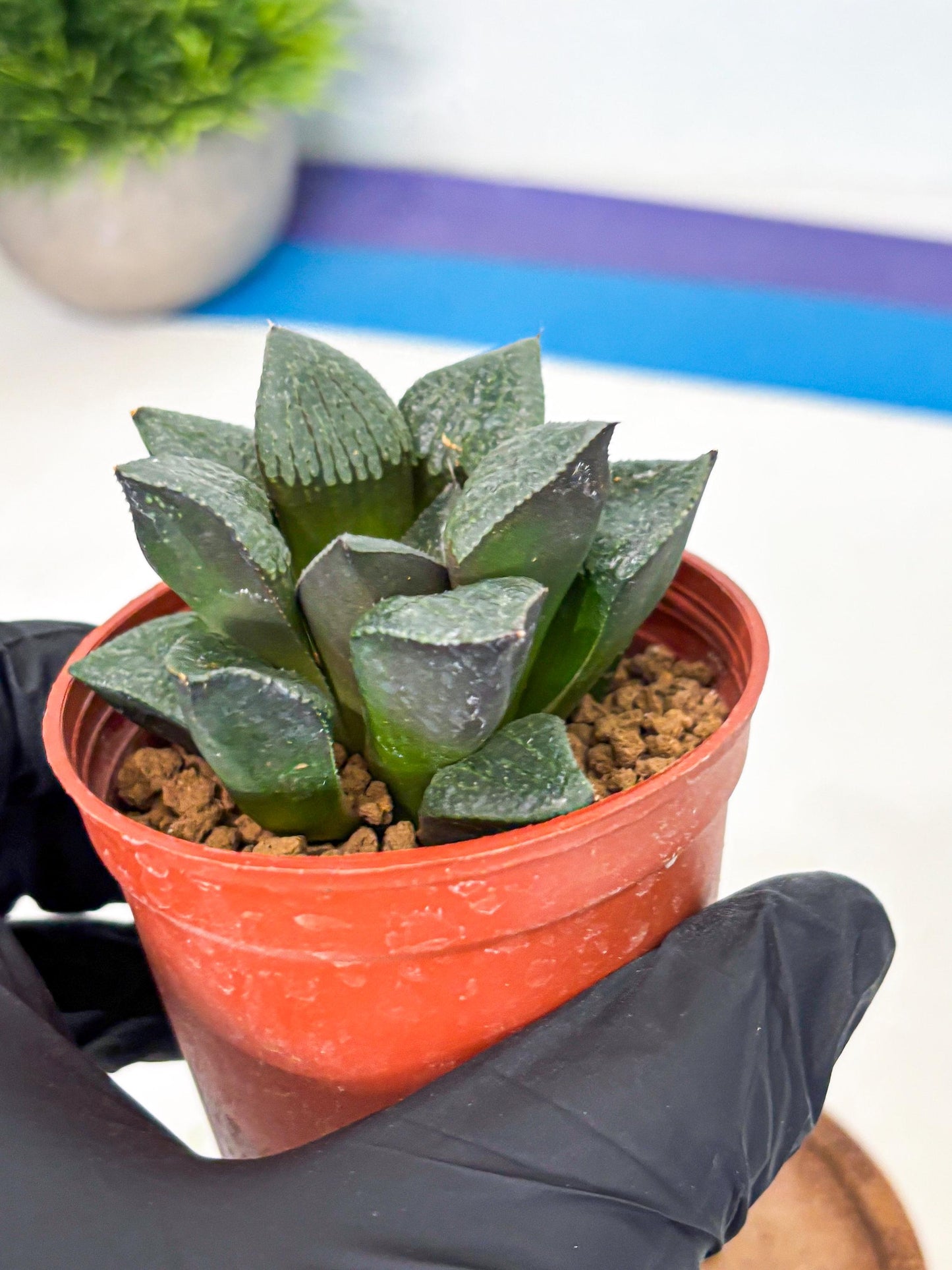 Haworthia Xianggua Dao (wa5) (b12) | Rare Import