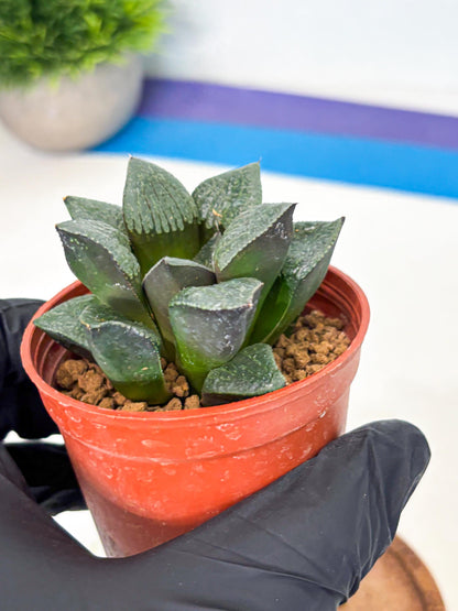 Haworthia Xianggua Dao (wa5) (b12) | Rare Import
