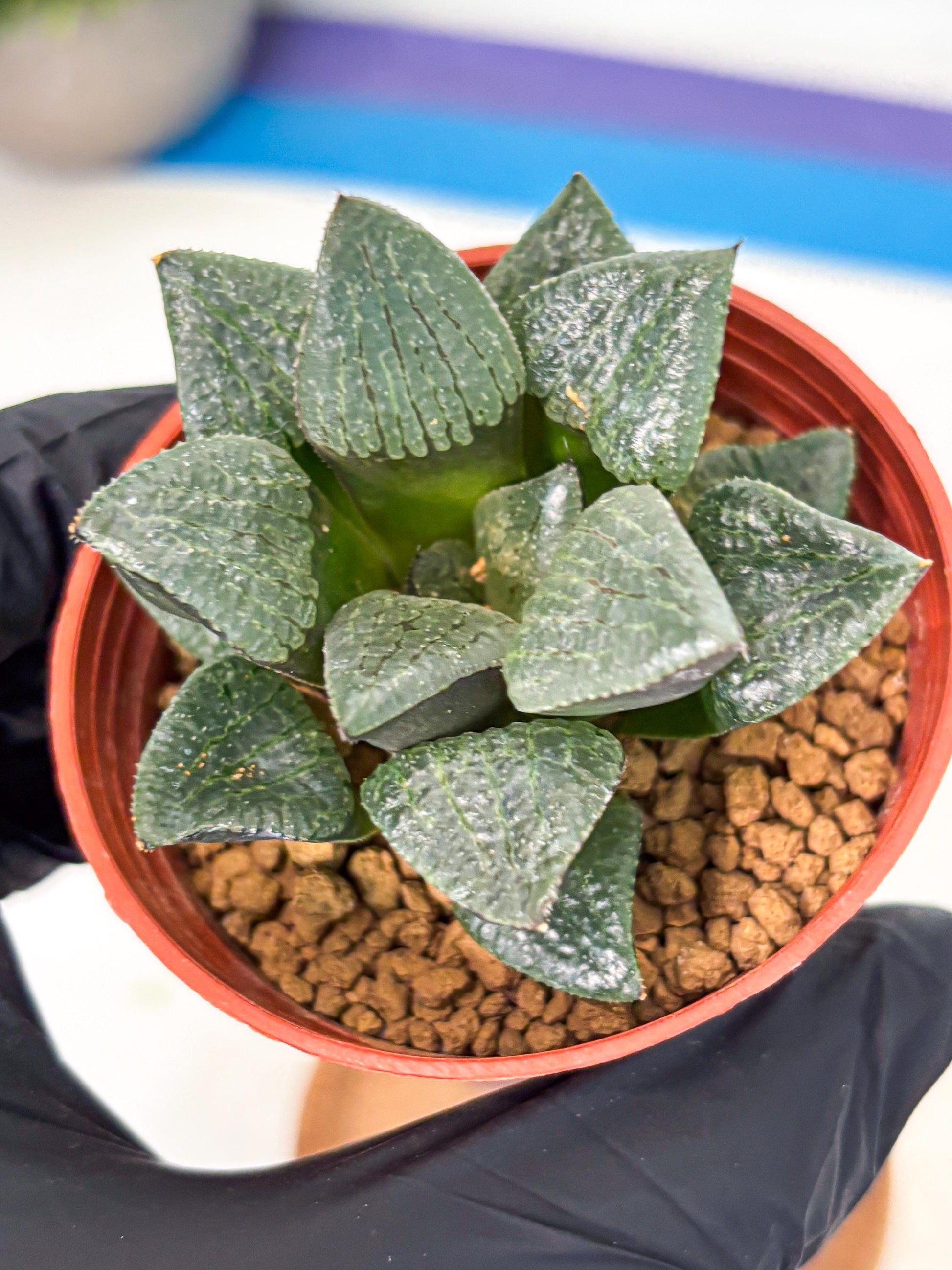 Haworthia Xianggua Dao (wa5) (b12) | Rare Import