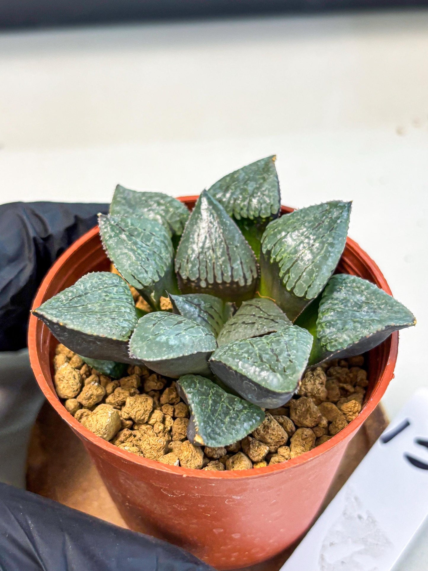 Haworthia Xianggua Dao (wa5) (b13) | Rare Import