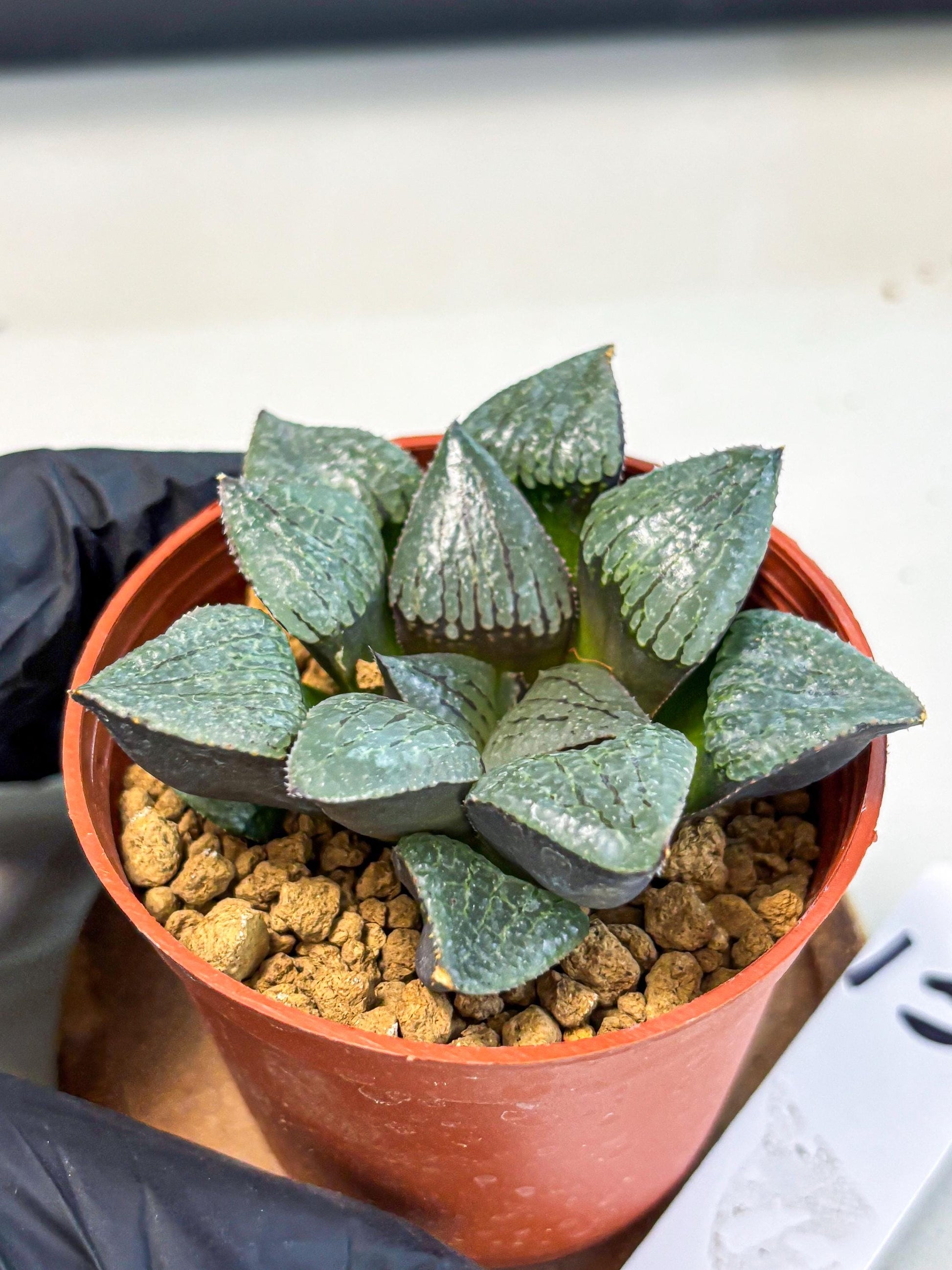 Haworthia Xianggua Dao (wa5) (b13) | Rare Import