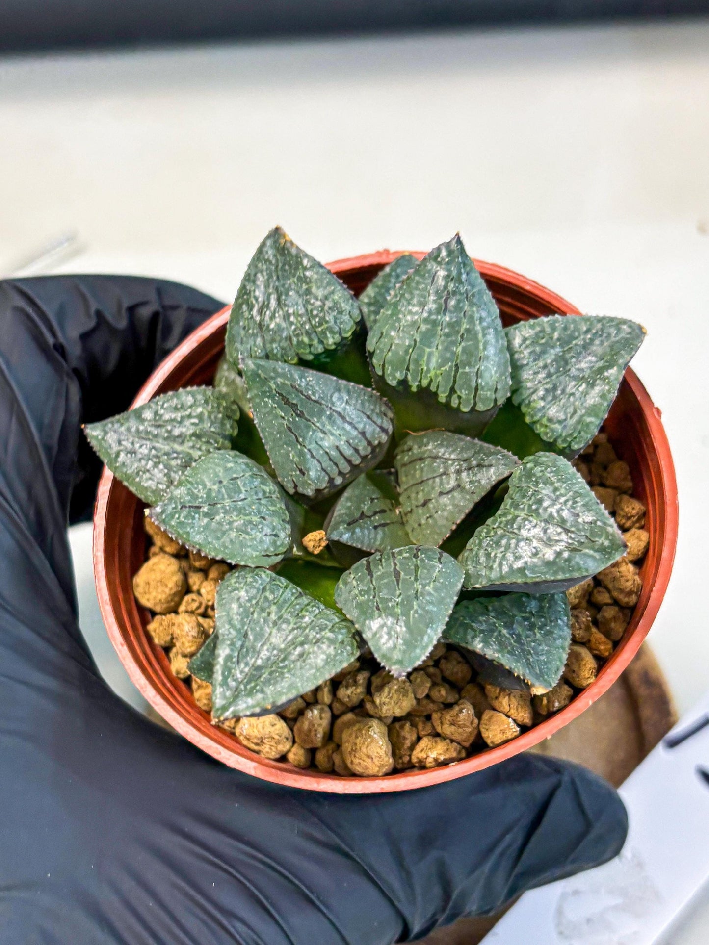 Haworthia Xianggua Dao (wa5) (b13) | Rare Import