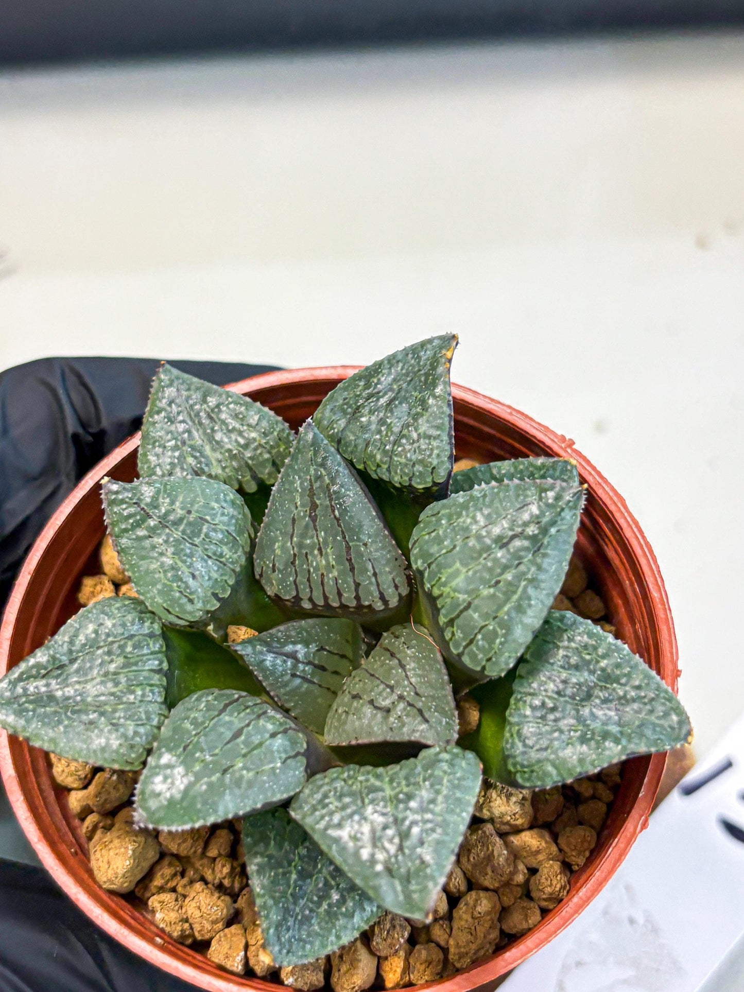 Haworthia Xianggua Dao (wa5) (b13) | Rare Import