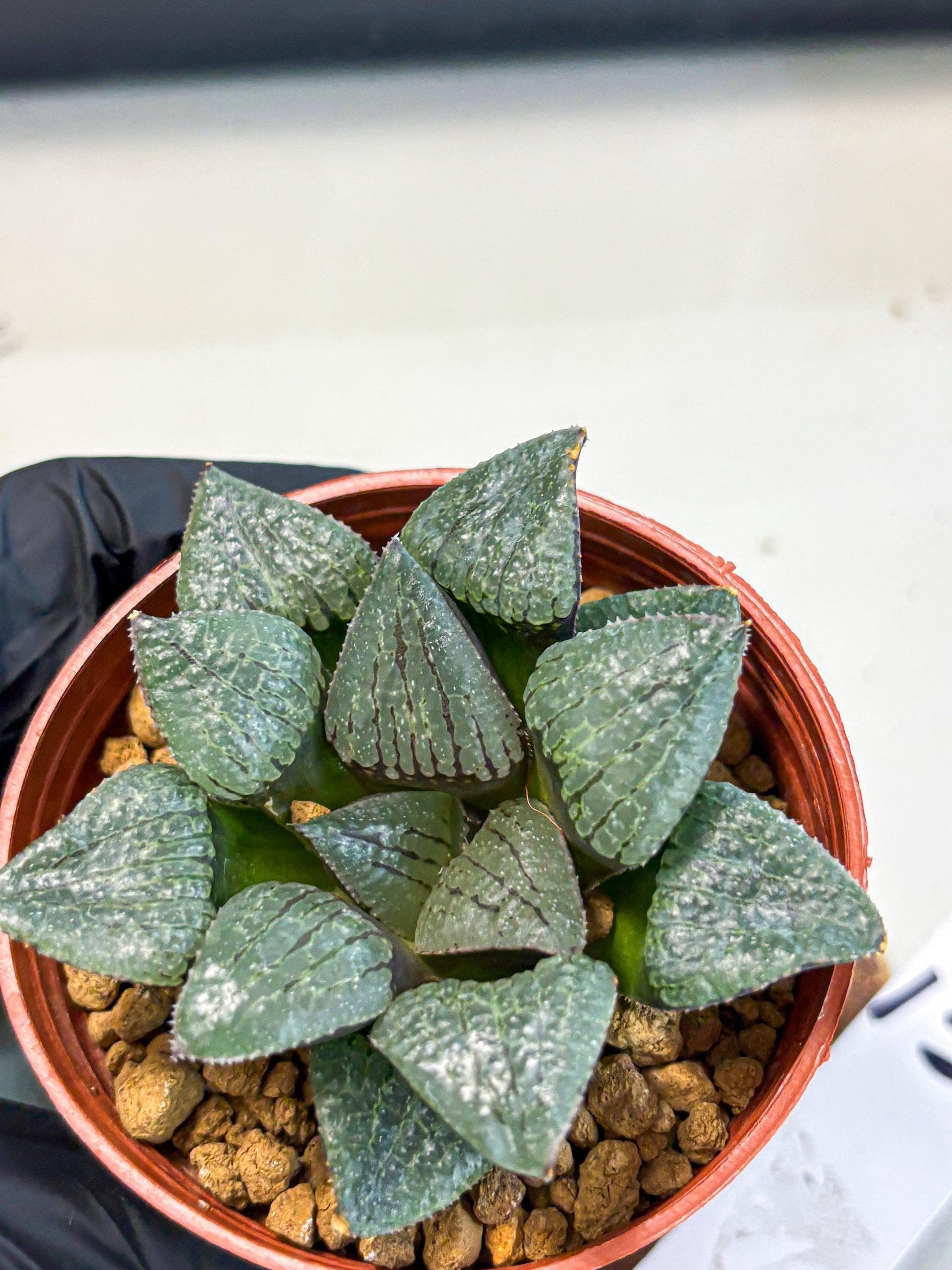 Haworthia Xianggua Dao (wa5) (b13) | Rare Import