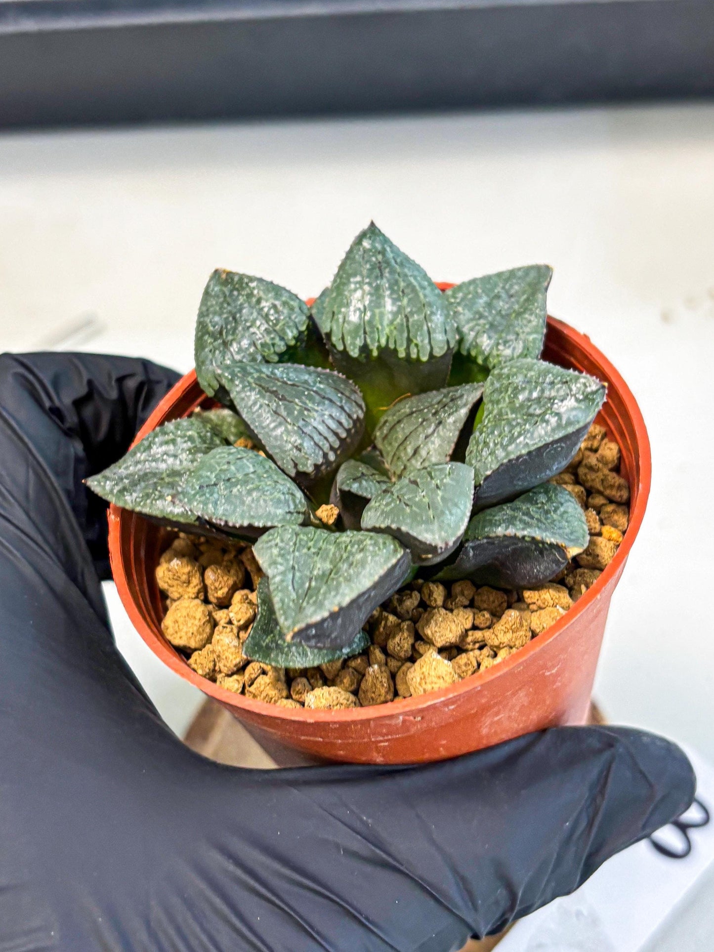 Haworthia Xianggua Dao (wa5) (b13) | Rare Import
