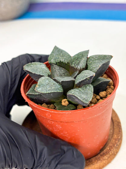 Haworthia Xianggua Dao (wa5) (b13) | Rare Import