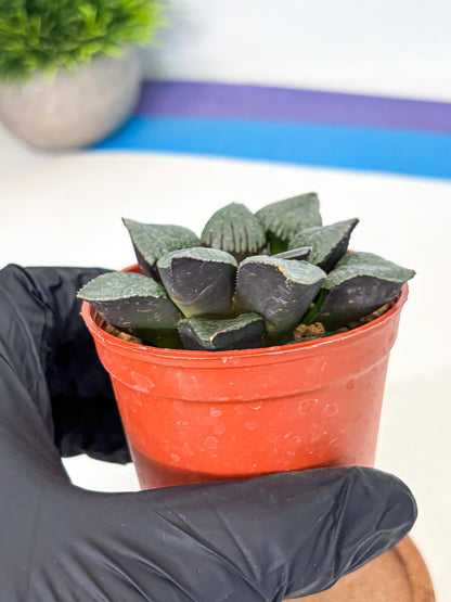 Haworthia Xianggua Dao (wa5) (b13) | Rare Import