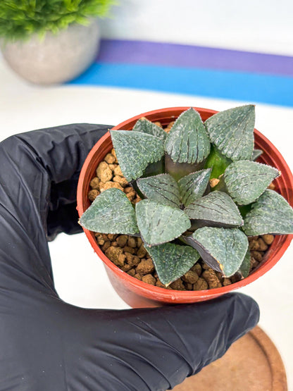 Haworthia Xianggua Dao (wa5) (b13) | Rare Import
