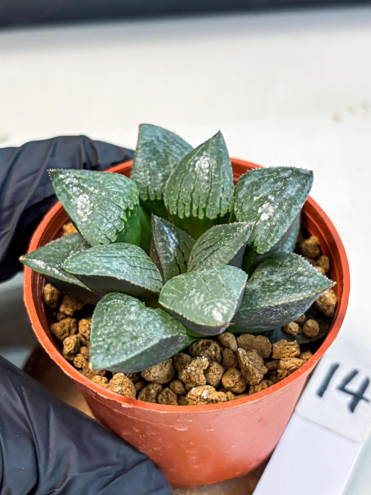 Haworthia Xianggua Dao (wa5) (b14) | Rare Import