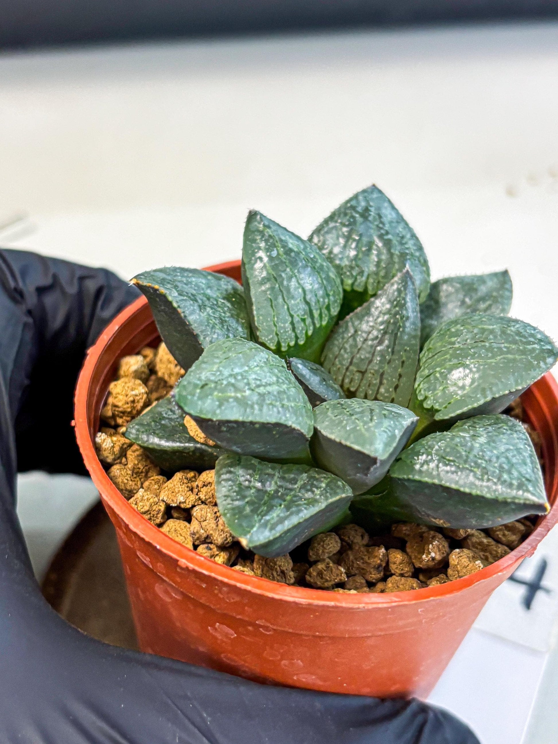 Haworthia Xianggua Dao (wa5) (b14) | Rare Import