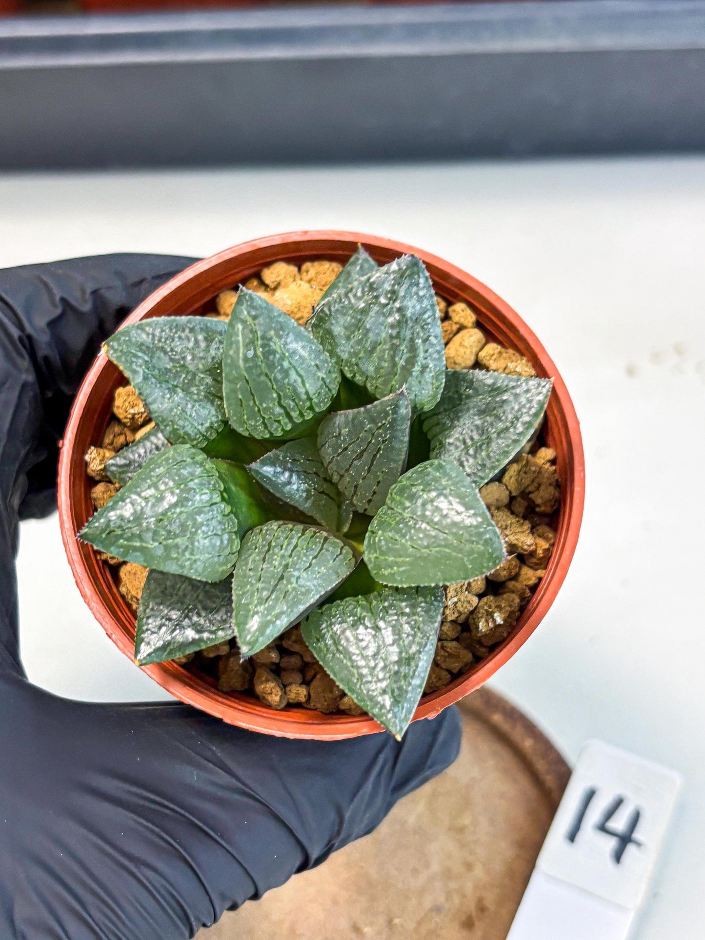Haworthia Xianggua Dao (wa5) (b14) | Rare Import