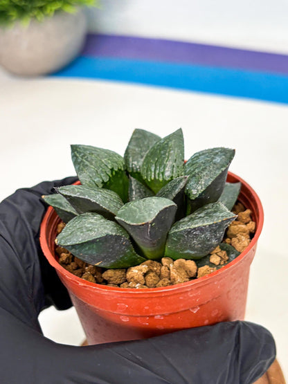 Haworthia Xianggua Dao (wa5) (b14) | Rare Import