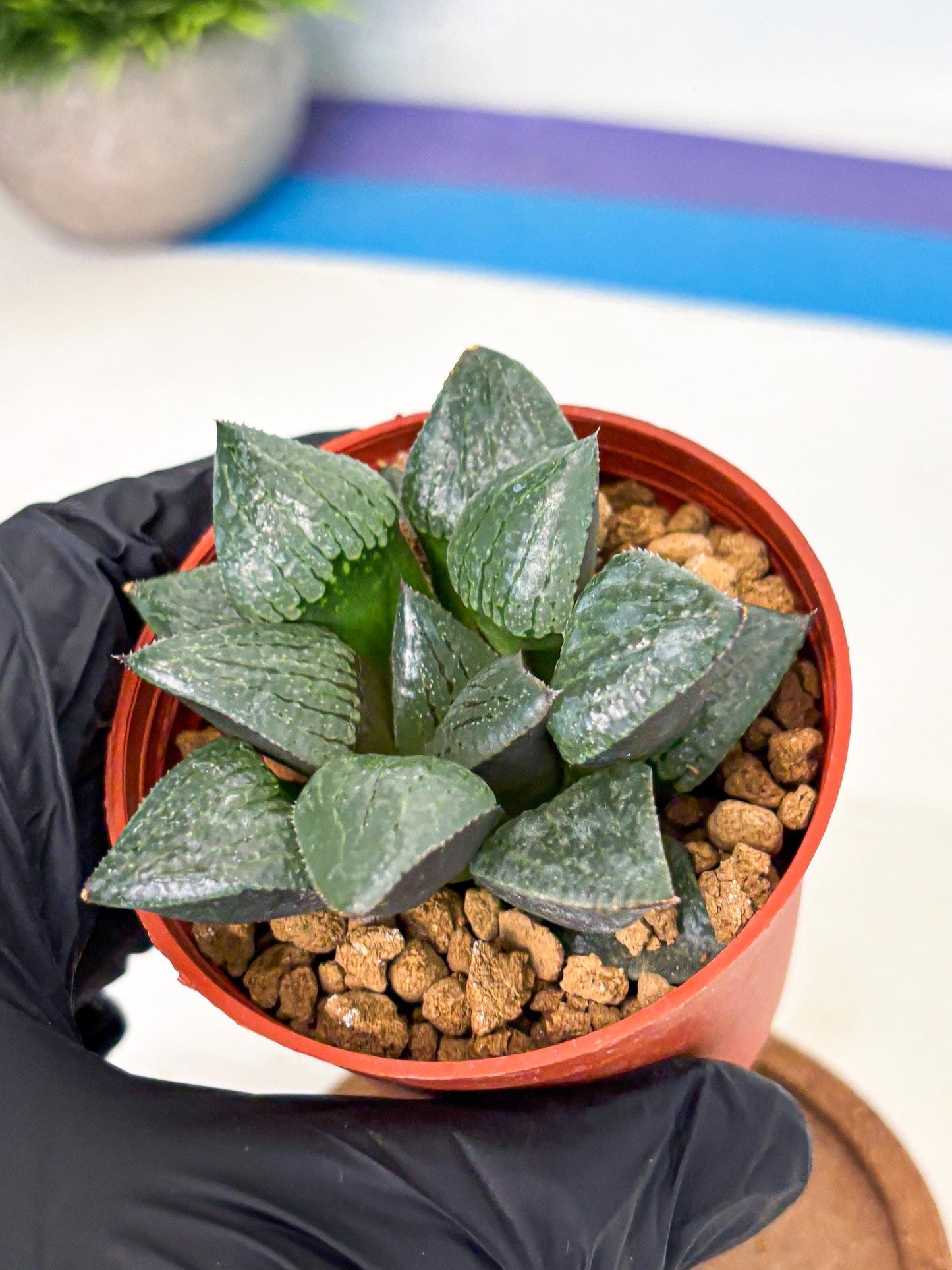 Haworthia Xianggua Dao (wa5) (b14) | Rare Import