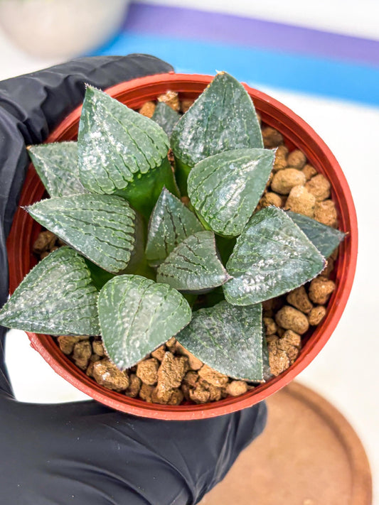 Haworthia Xianggua Dao (wa5) (b14) | Rare Import