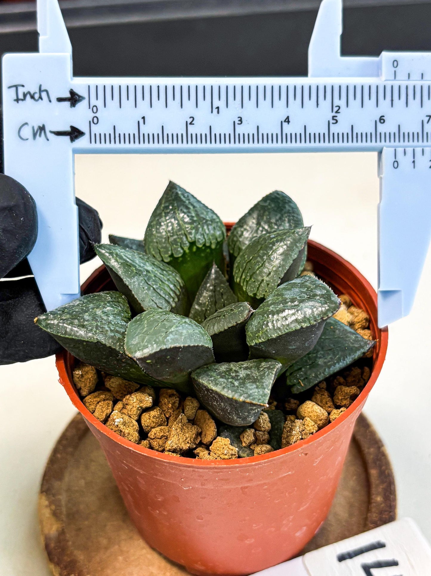 Haworthia Xianggua Dao (wa5) (b14) | Rare Import